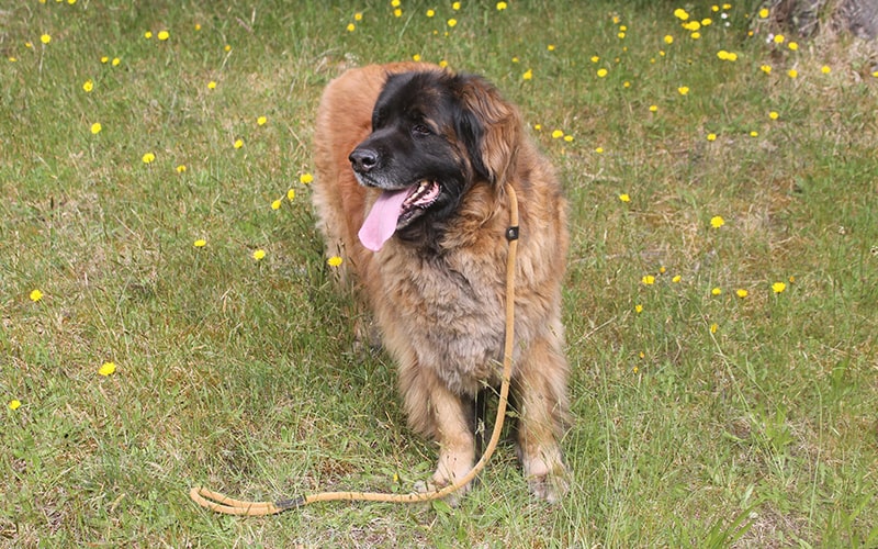 01 Race Leonberg dans le Limousin