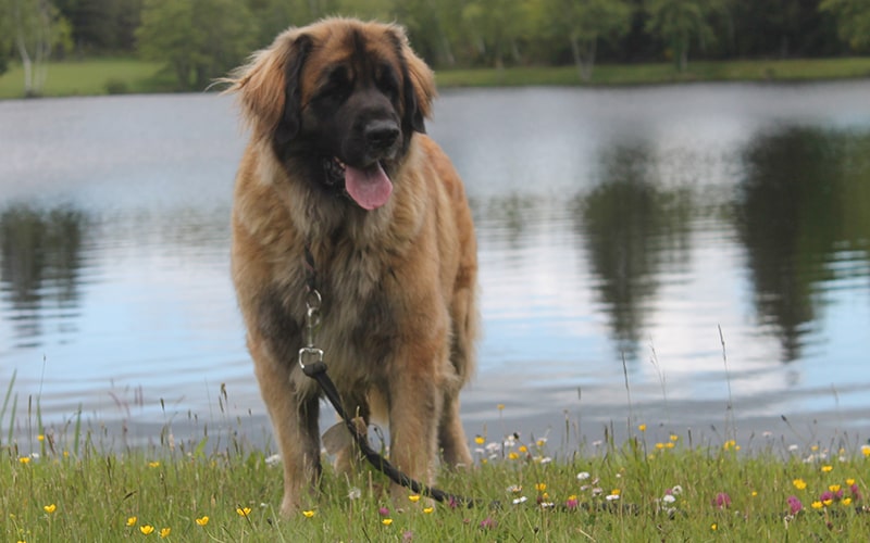 02 Femelles de race Leonberg