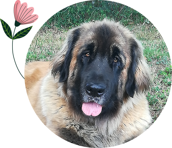 Elevage de chien leonberg Limousin