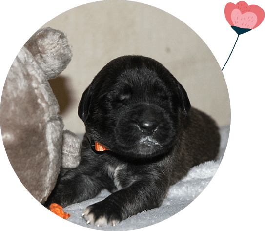 Elevage de chien leonberg Limousin