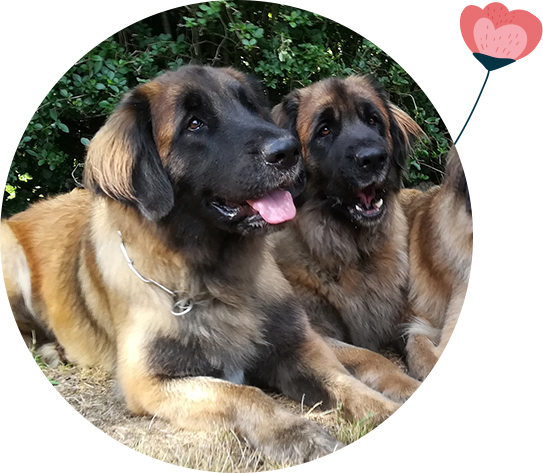 Elevage de chien leonberg Limousin