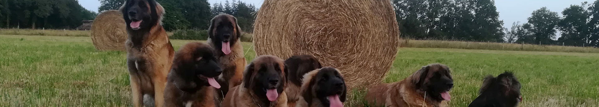 Race Leonberg dans le Limousin