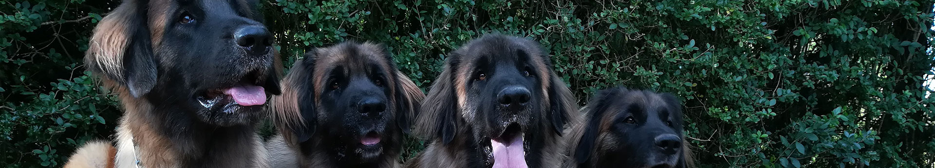 Femelles de race Leonberg