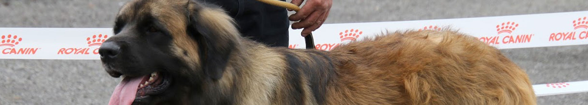Concours de beauté en Limousin