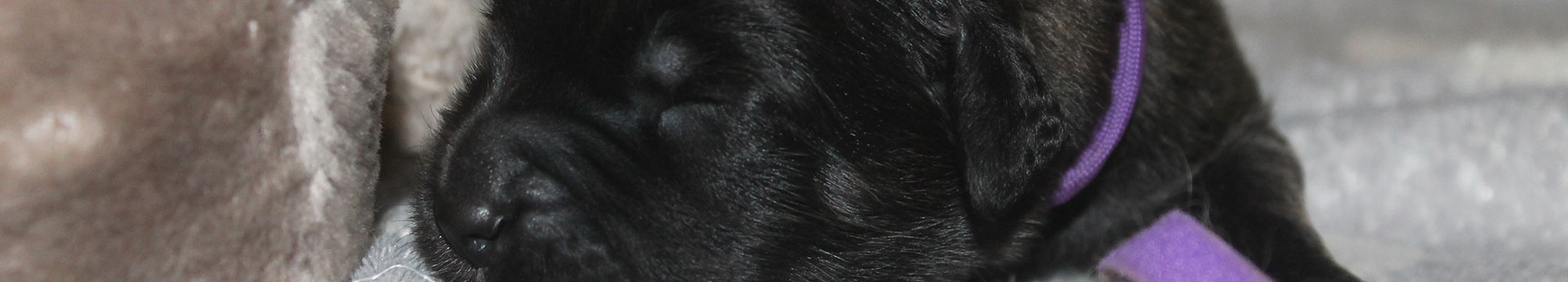 Portées de chiots Leonberg en Limousin